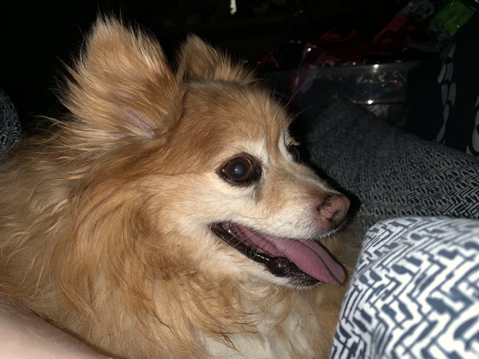 25% off Urban Decay sitewide today code besties19 pic of my dog cause I&rsquo;m not wearing makeup and am about<a href="/tag/mvsales"class="tags"><span>#mvsales</span></a>