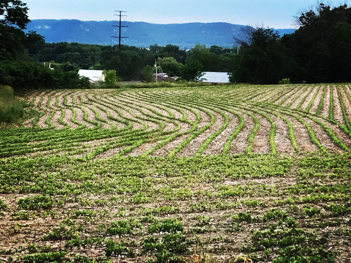 Textbook examples of @precisionplant #vdrive swath control and automatic individual row shut-off. #plant19 #grow19 #soybeans #farming