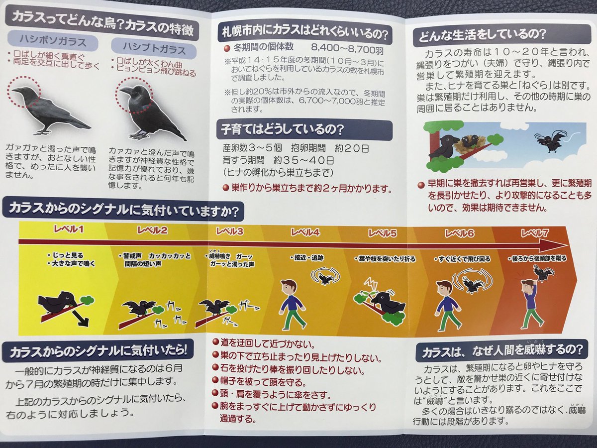 北乃カムイ 北海道育成アイドル 公式 A Twitter カラスに襲われたのでカラス対策の勉強