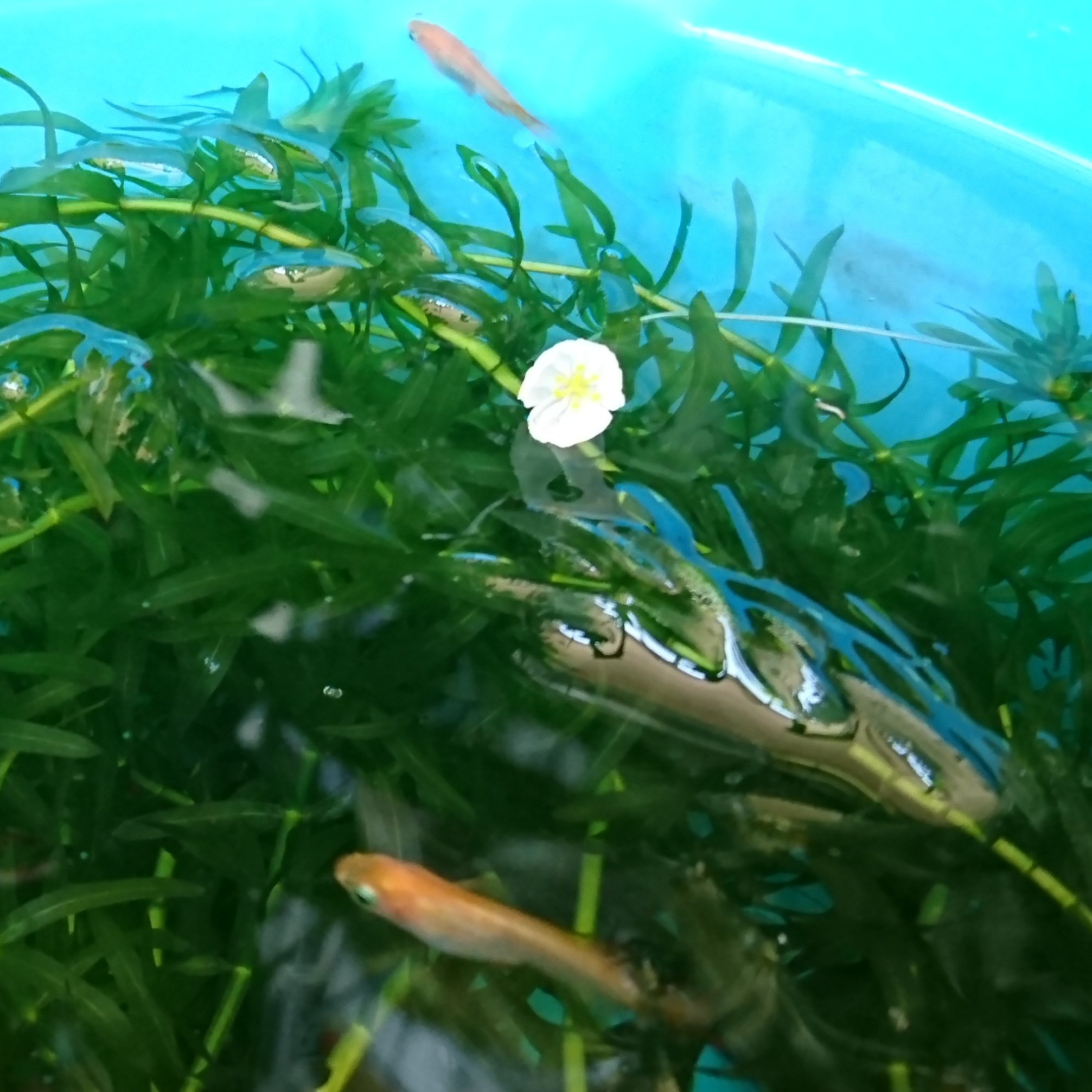 アナカリスの花 Căutare Twitter Twitter