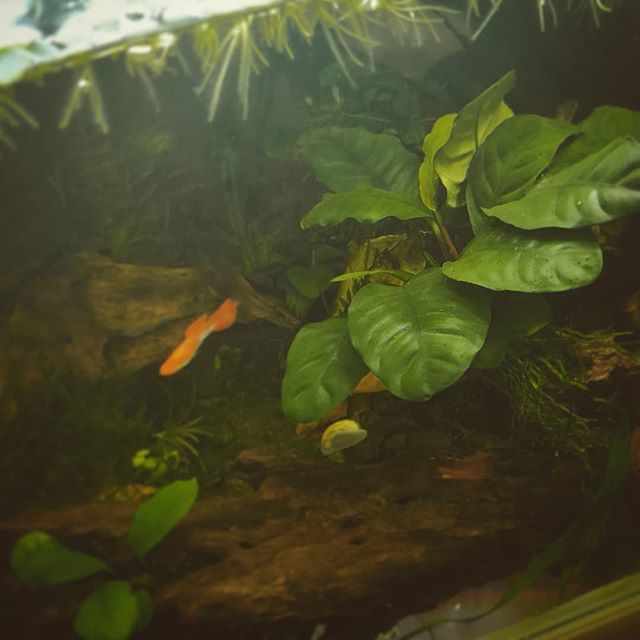 OVAS_CA's tweet image. Love this variation of anubias #anubiascoffeefolia hope everyone had a fun weekend filled with aquarium joy :) #ottawavalleyaquariumsociety #OVAS #anubias #plantedtank #lowlightplants #fishkeeping bit.ly/2xaKGaN