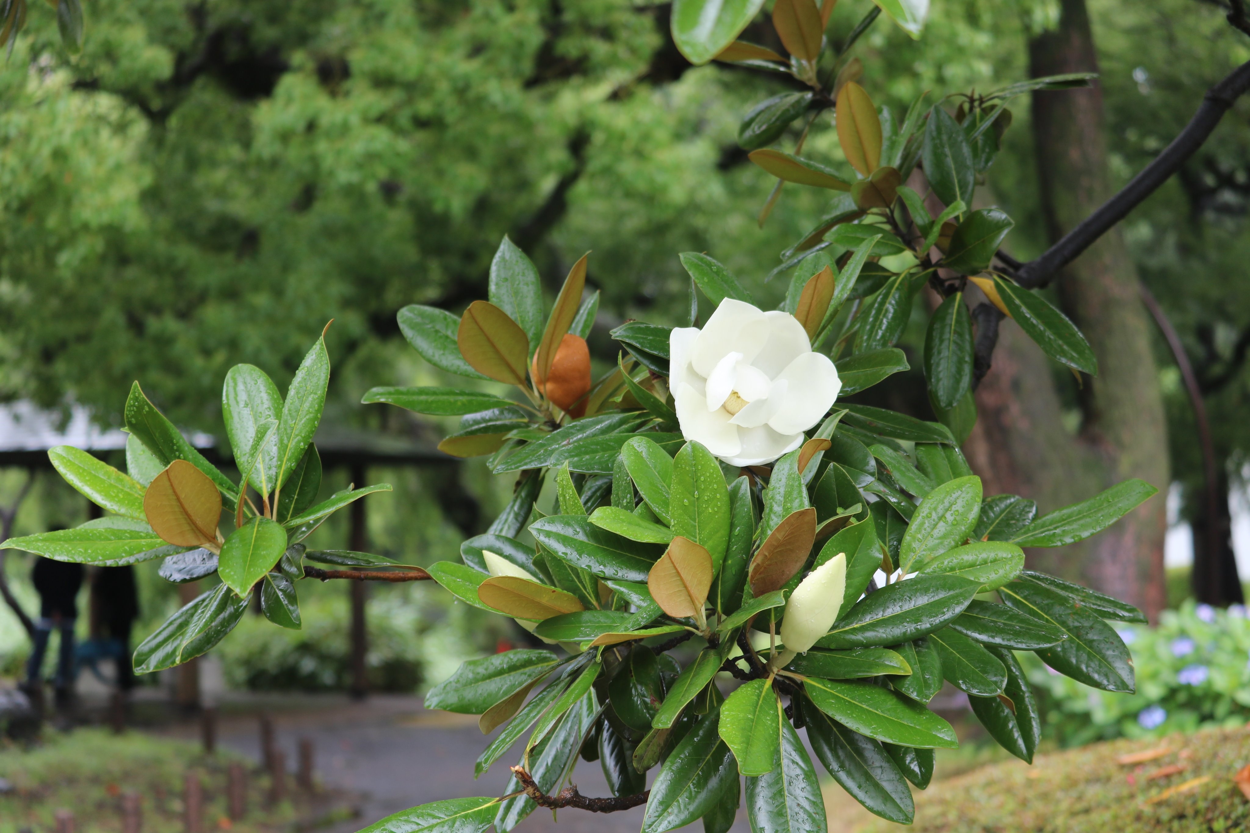 都立日比谷公園 Hibiya Park Tokyo 園長の採れたて情報no Twitter 中国語担当より 雨中的日比谷公园 荷花玉兰荷花玉兰现在还在盛开 一般荷花玉兰的花都开在高高的枝头 这几天心字水池前的荷花玉兰有几朵花正好开在与我们视线向平的高度 真是难得的能好好观赏