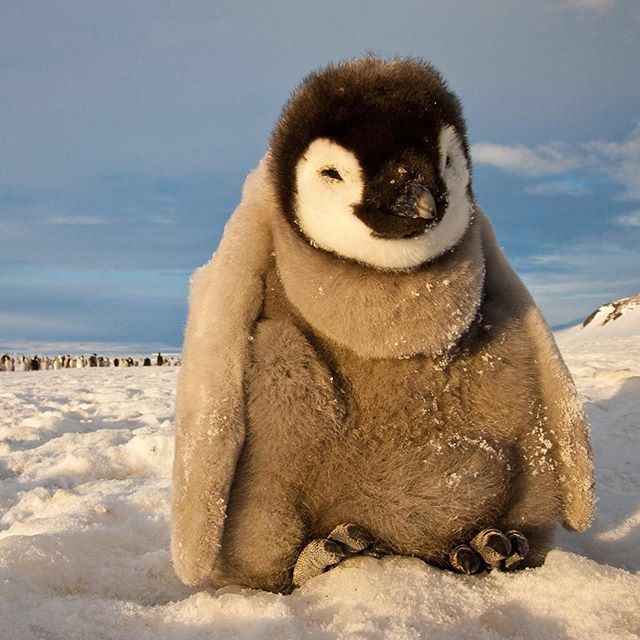 viaggilevi's tweet photo. Buona settimana!
#IVdML #viaggilevi
#mondaymood #monday #mondaymotivation #week #world #animal #energy #goodmorning #goodvibes #travel #nature #wild #wildlife #wildnature https://t.co/M9nCWUzU57 https://t.co/tIzdKnUJpi
