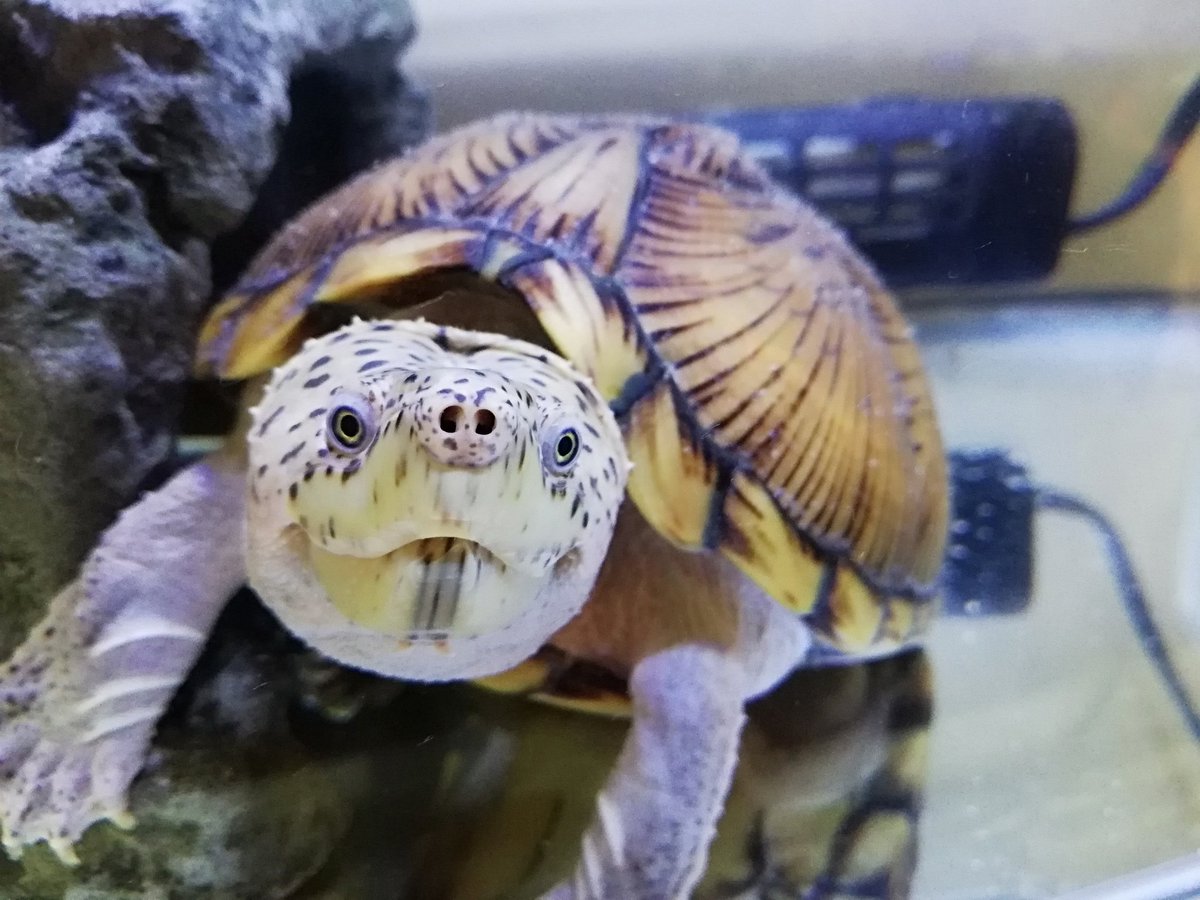 ちえ Twitterissa ブタっ鼻を晒すwww カブトニオイガメ 亀 ブタ鼻 ちえ Twitterissa ブタっ鼻を晒すwww カブトニオイガメ 亀 ブタ鼻
