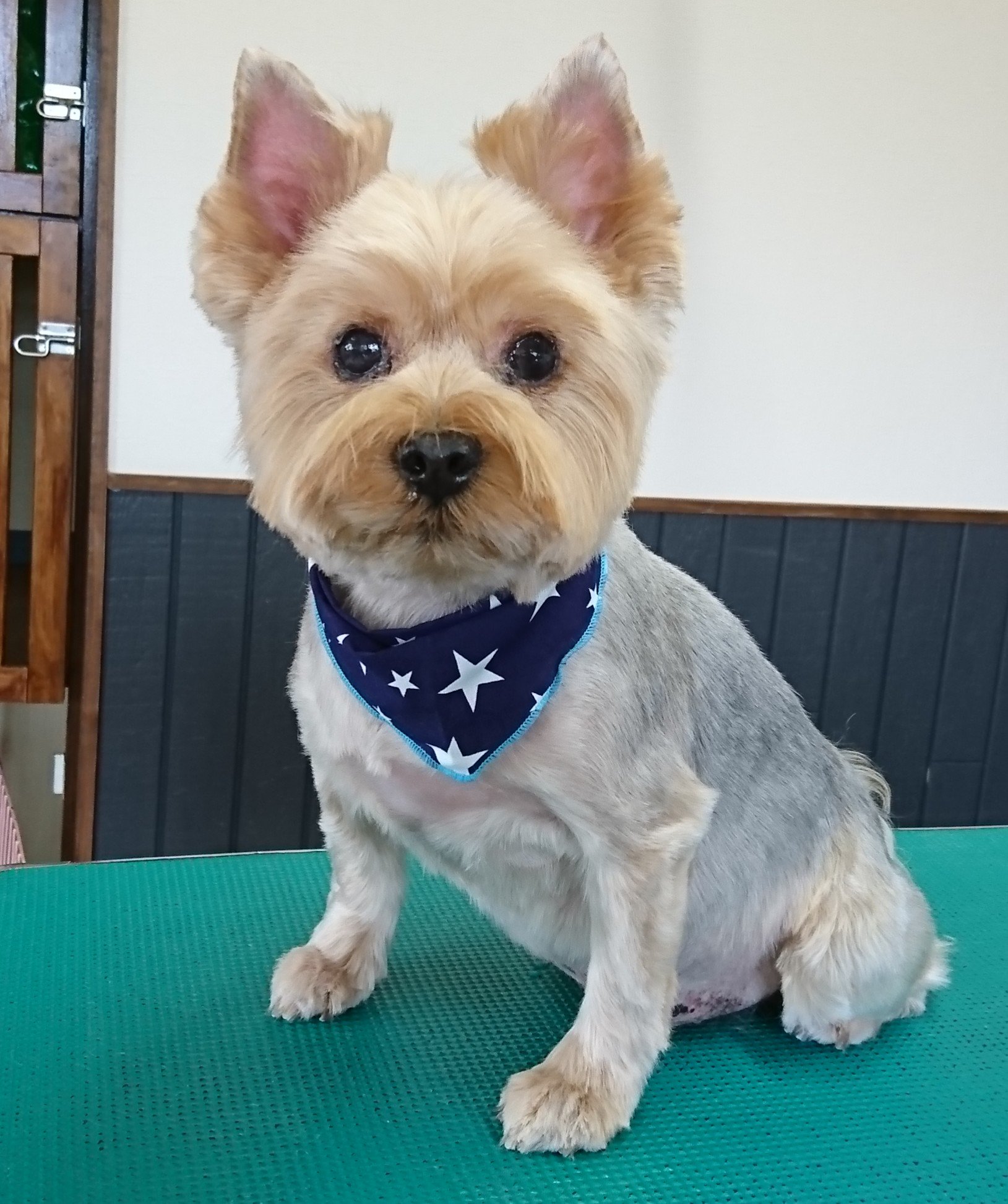 Ri Dsm ヨーキーのピースくん ヨークシャーテリア ヨーキー サマーカット 津市ドッグサロン 津市トリミング 津市 Yorkshireterrier Yorkie Trimming T Co Jtbzed512i Twitter Ri Dsm ヨーキーのピースくん ヨークシャーテリア ヨーキー サマーカット 津市ドッグサロン 津市トリミング 津市 Yorkshireterrier Yorkie Trimming T Co Jtbzed512i Twitter