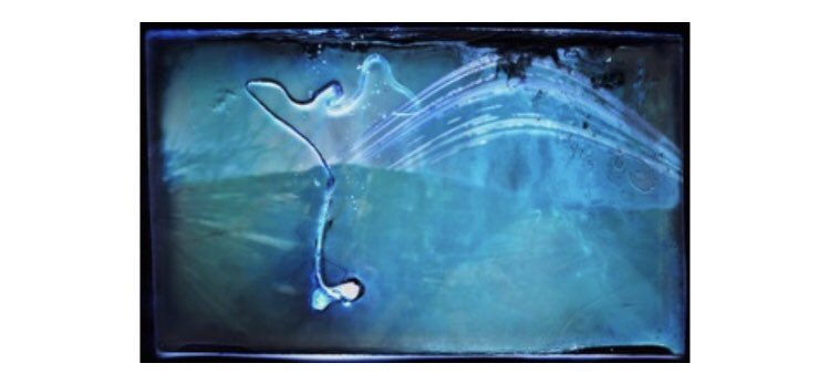 f164KyLewis's tweet image. Solargraphic Germination Project some of which are now in #kiev #ukraine for the #pavlovkagallery #pavlovkainfo #pinholefestival  these #solargraphs were left out for 60 days in which time both sun and growth were recorded.