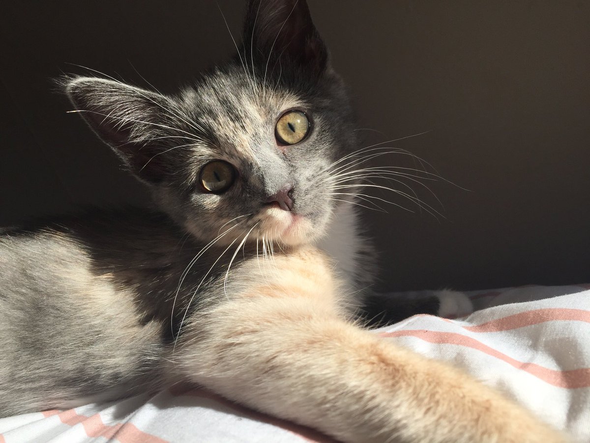 meet my new fur baby, luna 🥺😍