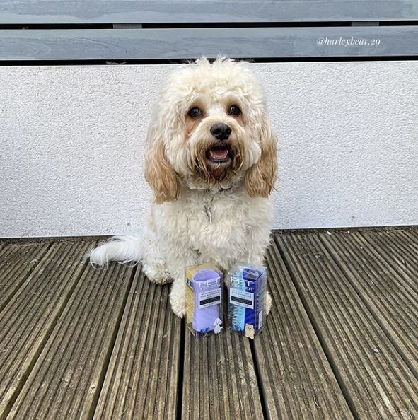 "Always use my @petteezer brushes to keep my fur nice and fluffy! " 💕🐶: harleybear.29
We love seeing all your #PetTeezer posts, keep them coming!