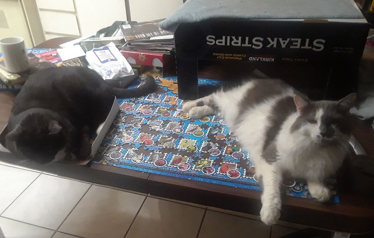 griffinranger's tweet photo. "Oh, you're trying to work on this? Well don't mind us..." https://t.co/2ATXrghWMJ