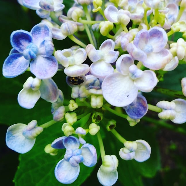 ヒロエミ 紫陽花 あじさい おたふくあじさい 実家に咲く紫陽花 おたふく紫陽花の丸い花びらに ひと休みしているような虫が てんとう虫の仲間かな かなり小さい T Co Ll7umdvuri Twitter