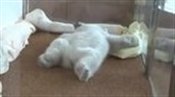 cuteanimalsdayx's tweet photo. Monday mornings
#animalslover #animalsday https://t.co/a2bit9y6xH