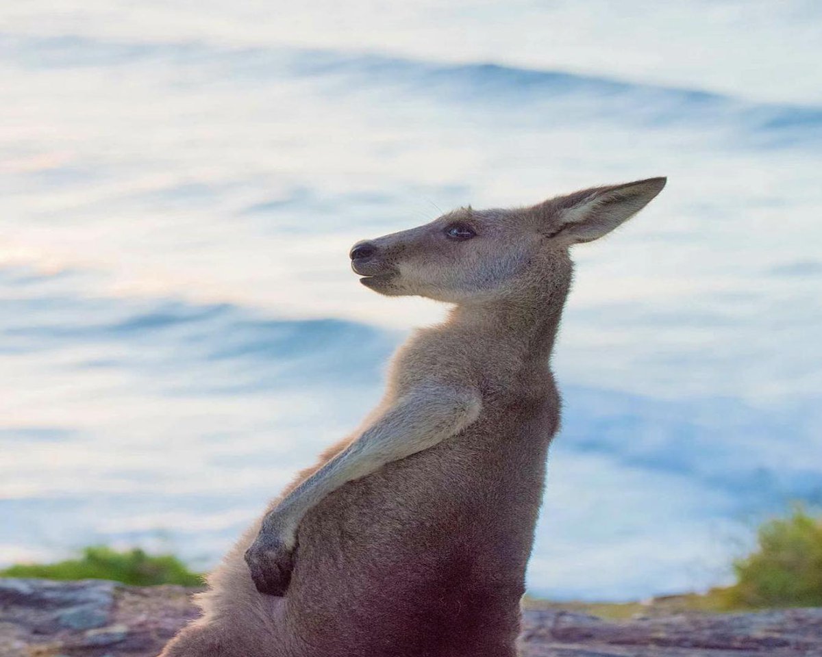 NorthStraddieIs's tweet photo. Did you say Monday? 🤨 Well, no matter what day it is - you will definitely enjoy it when you are on #StraddieIs. Come along, hang out and meet locals, like this little fella 😍
⠀⠀⠀⠀⠀⠀⠀⠀⠀⠀⠀⠀ ⠀⠀⠀⠀⠀⠀⠀⠀⠀⠀⠀⠀ ⠀⠀⠀⠀⠀⠀⠀⠀⠀⠀⠀⠀
🎥: stradbrokeislandbandb https://t.co/u1eqUINZ8Z