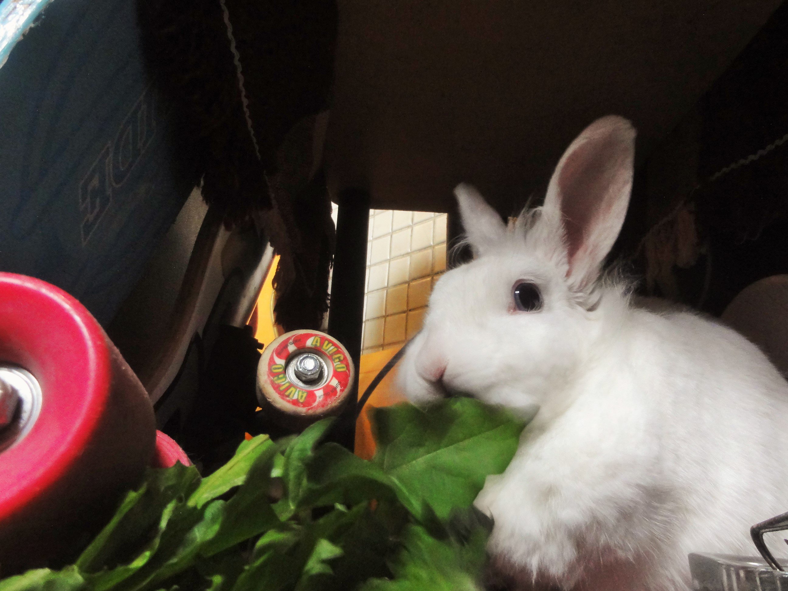 御成座 ５歳の白うさぎ 好きな食べ物はたんぽぽの葉っぱです T Co Mjwavthfxa Twitter