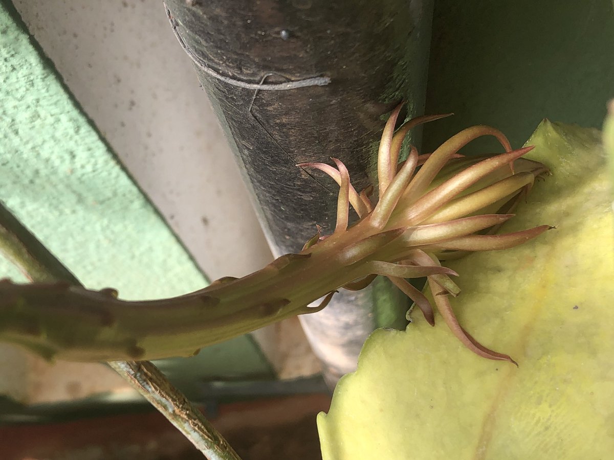 vrundavs's tweet photo. #magicofrain
#brahmakamala
#homegarden https://t.co/yeR7XAspq7