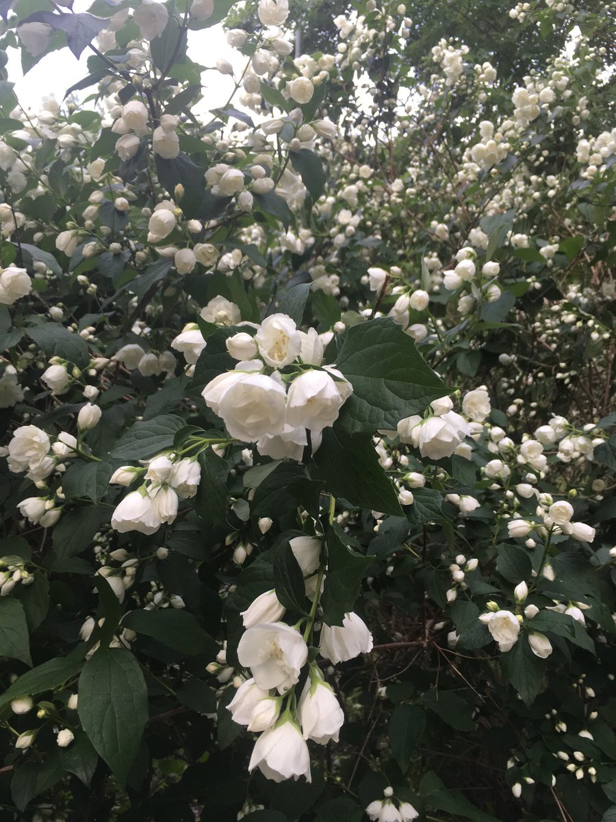 Blommor till all den fantastiska vårdpersonal som vi har. På sjukhus, akutmottagningar och vårdcentraler❤️💐
