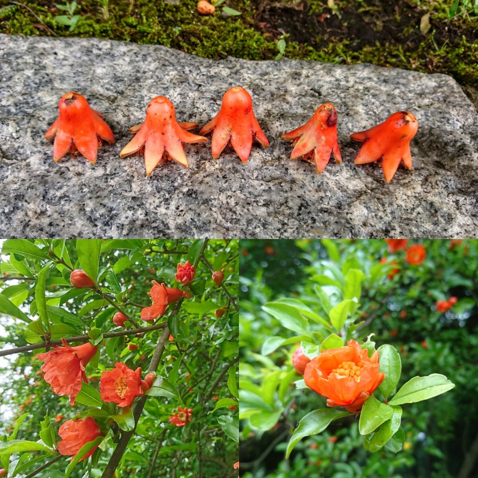ざくろの花 Twitter Search Twitter