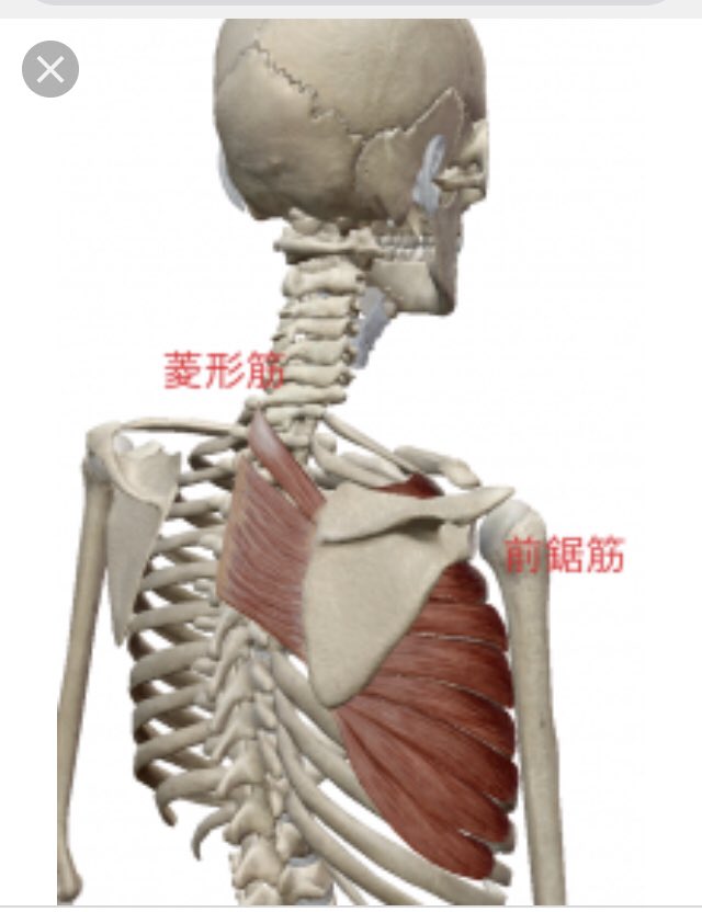 肩甲骨可動域