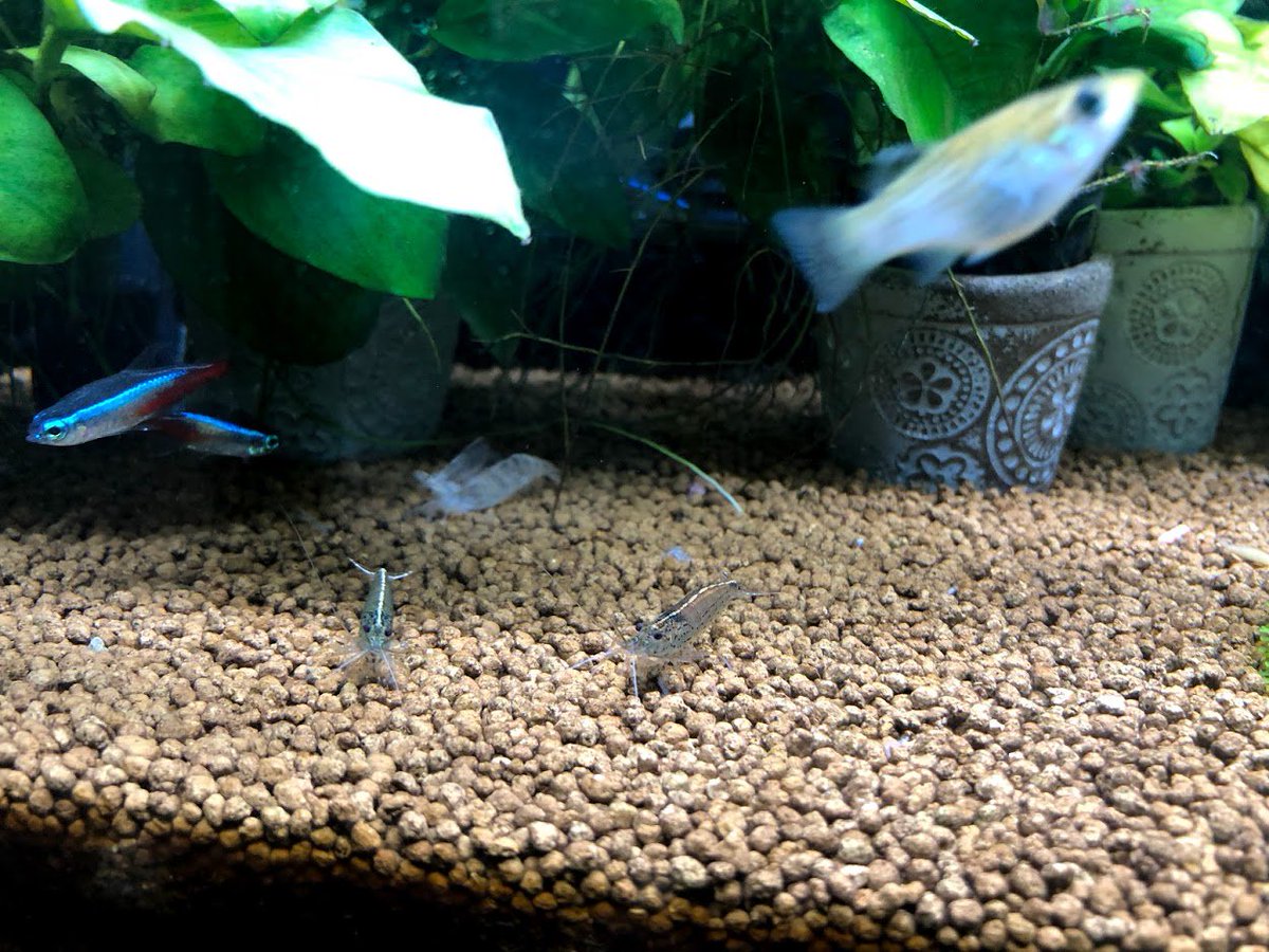 株式会社オウルテック 公式 午前中はヌマちゃんが3匹登場 慌ててスマホを取りに行ったら 1匹は離脱して水草で遊んでました ﾉ 本日の水槽 公式アクアリウム部