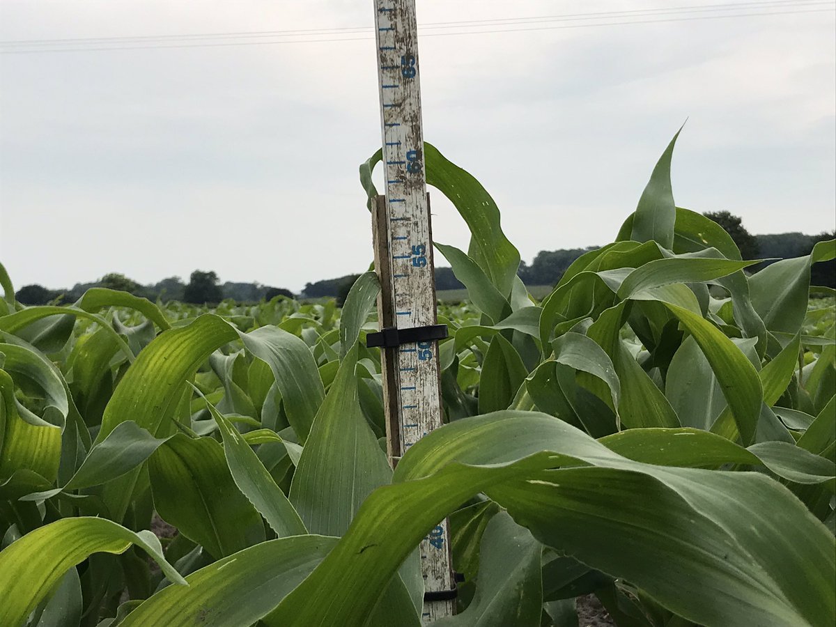 Going to record forage maize growth rates this week as sunshine and heat units are set to be perfect for some explosive growth (and carbon sequestration). Photo taken last night at 19:50. How long to double in height and hide this 1 metre ruler? 

🌾 ☀️ 🥵
<a href="/Arthur_BRIGHTS/">Arthur Barraclough</a>