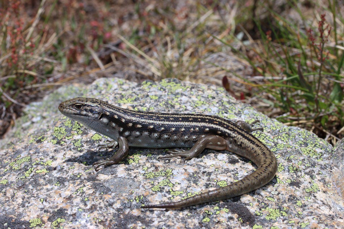 chapple_lab's tweet image. A new study, led by Zak Atkins, shows substantial genetic divergence between the Victorian and New South Wales populations of the Endangered Guthega skink. @Kylie_Robert @MikeG_lizards @GeoffWhile @AnimalConserv @MonashBiol #MonashEcology #MonashEvolution. …lpublications.onlinelibrary.wiley.com/doi/full/10.11…