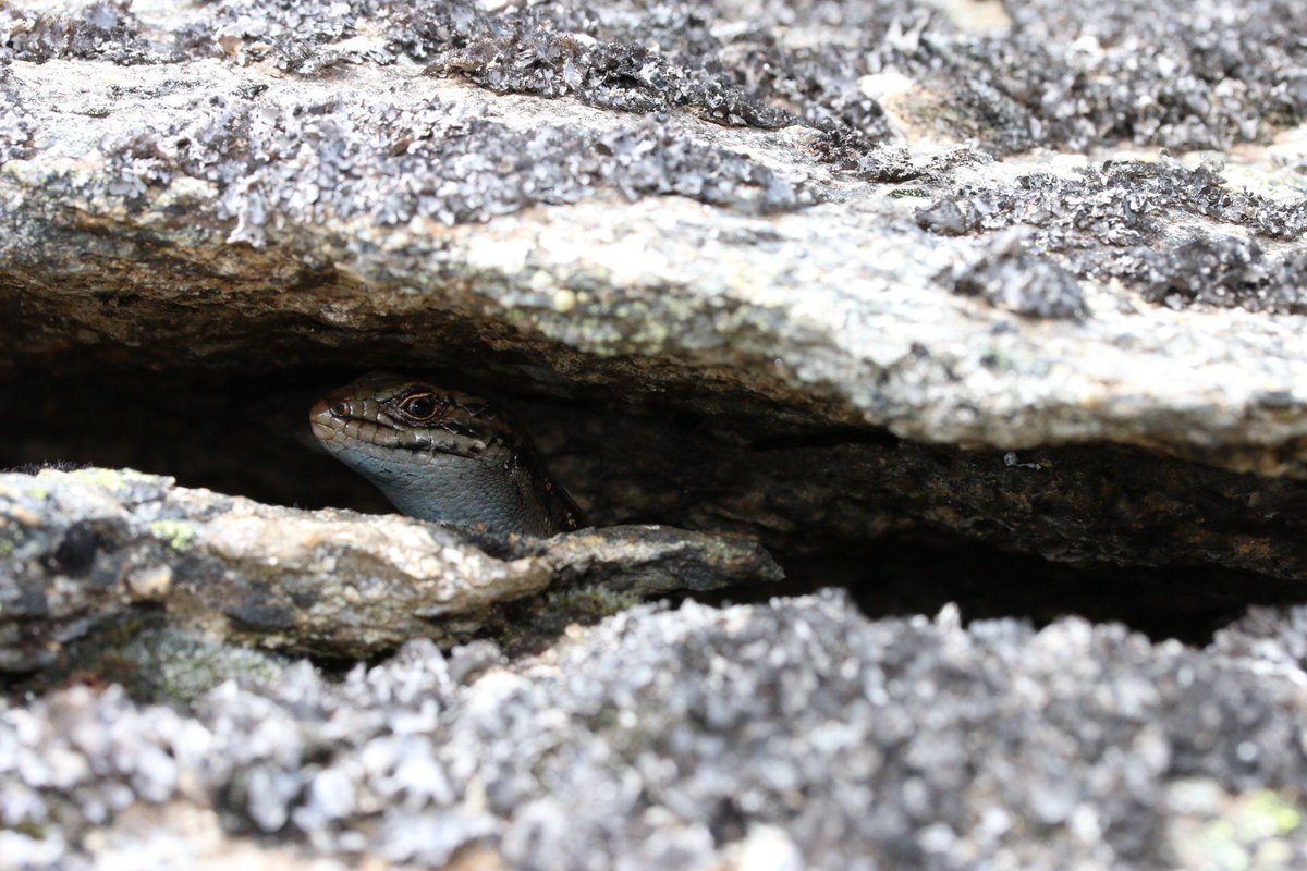 chapple_lab's tweet image. A new study, led by Zak Atkins, shows substantial genetic divergence between the Victorian and New South Wales populations of the Endangered Guthega skink. @Kylie_Robert @MikeG_lizards @GeoffWhile @AnimalConserv @MonashBiol #MonashEcology #MonashEvolution. …lpublications.onlinelibrary.wiley.com/doi/full/10.11…