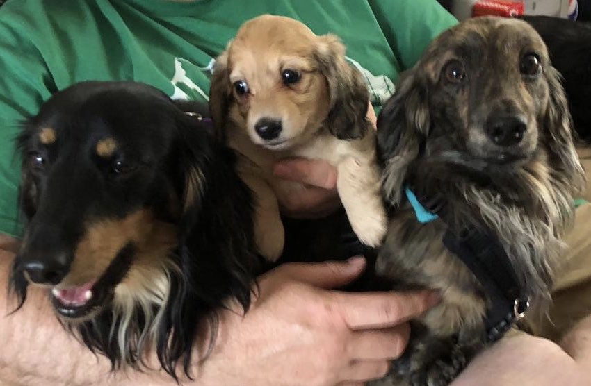 longhaireddach's tweet photo. We met Zeus yesterday- #dachshund #puppy #MondayMotivation - looking forward to him coming home at the end July #sausagearmy @SausageArmyHQ https://t.co/sYFy4MURDO