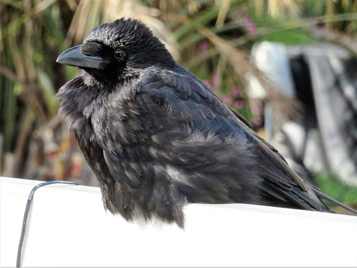 Totnesbabe's tweet photo. #crows #crowportraits #torquaycrows #beachcrows https://t.co/64FpN8mAxI