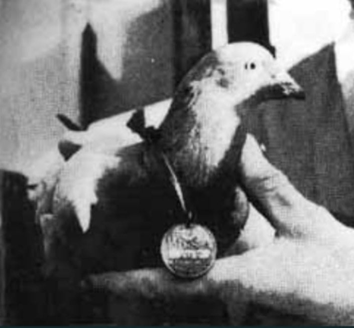 EBMuseum's tweet photo. We need your help! This pigeon won a dickin medal in WW2. We would love to find the family &amp; the medal which was awarded to a C Dyson in Barnsley in 1945 ahead of a new #WW2 exhibition later in the year #FindThePigeon https://t.co/Vmo7cZteeo