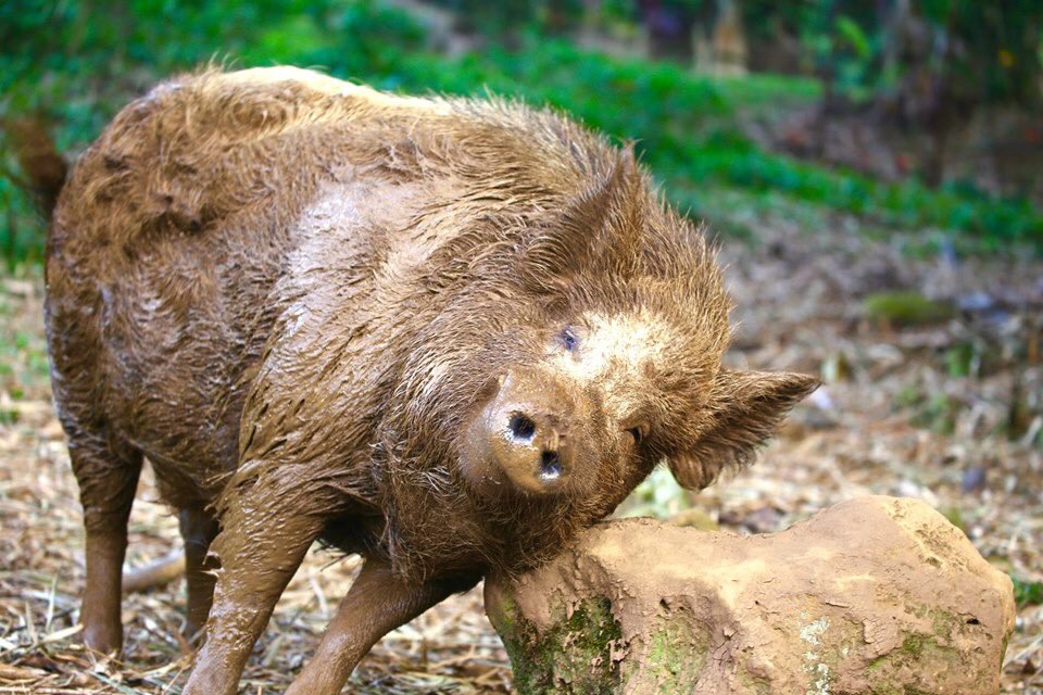 LeilaniFS's tweet image. After his mud bath, Berney scratches on his favorite rock.