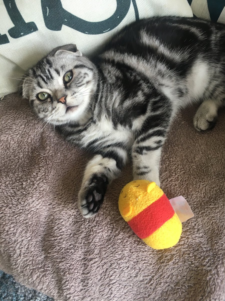 bao_bao_bun's tweet image. Mummy thought she’d left #squishy in London 😱 tweeted hotel and called them to find him. 

She actually rolled him up in clean clothes ☺️ #panicover 

Daddy was momentarily unimpressed with mummy #orderhasbeenrestored