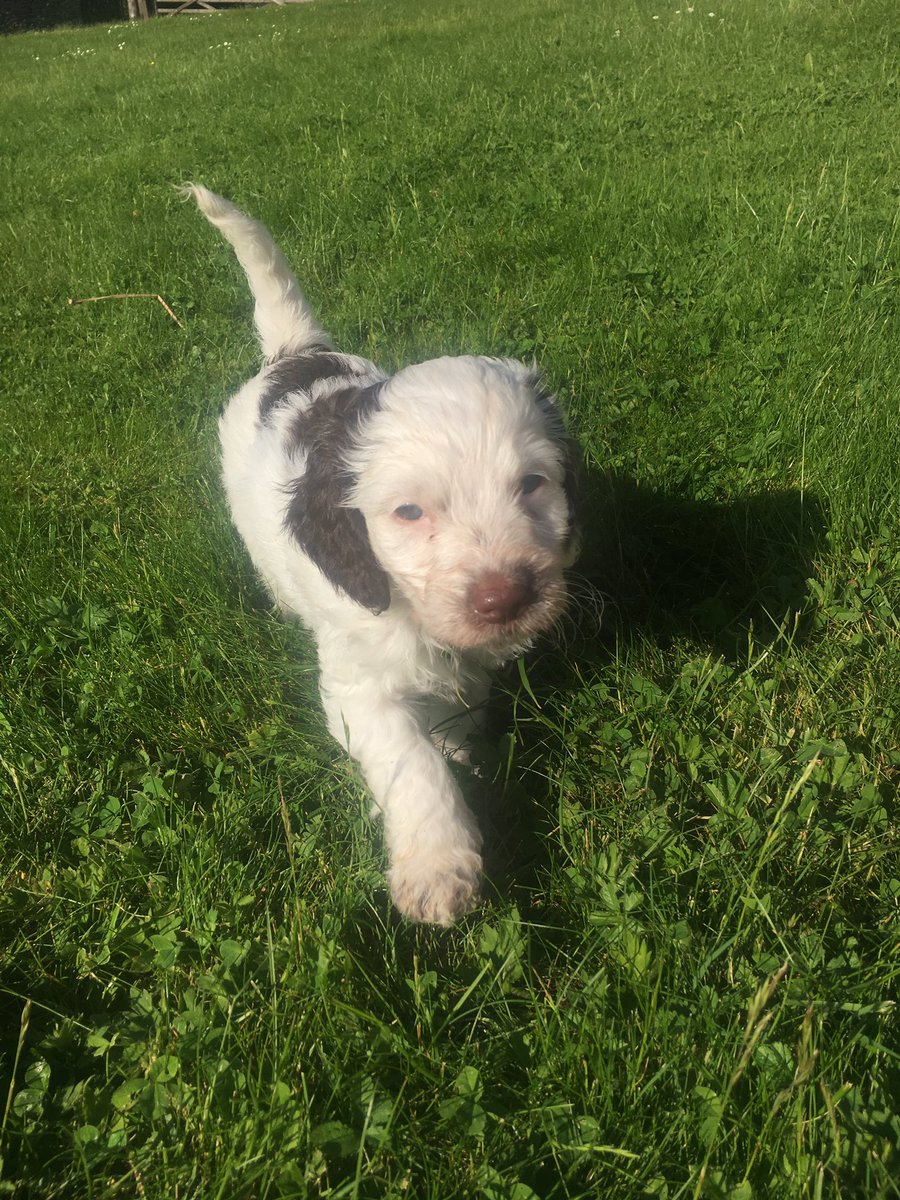 millieandmeg's tweet image. Our last #puppy in need of a new home (ready on 10th June but some are staying until 28th) If you&apos;re interested, pls DM me. Meg #cockapoo