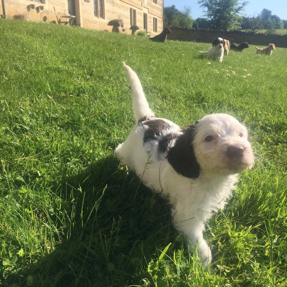 millieandmeg's tweet image. Our last #puppy in need of a new home (ready on 10th June but some are staying until 28th) If you&apos;re interested, pls DM me. Meg #cockapoo