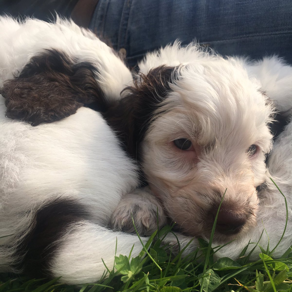 millieandmeg's tweet image. Our last #puppy in need of a new home (ready on 10th June but some are staying until 28th) If you&apos;re interested, pls DM me. Meg #cockapoo
