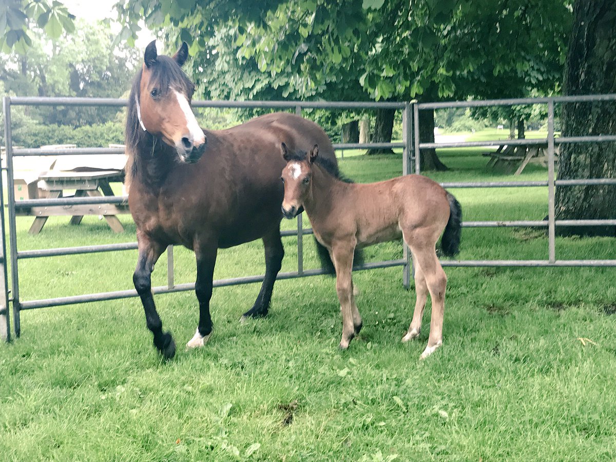 Beaulieu_Hants's tweet photo. Stop by the #NewForest #Agisters stand to see this beautiful #foal & her mother & find out about their work in the forest #999show https://t.co/QSYAOZxTf8