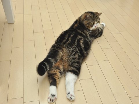 iskisur's tweet photo. #ískisur #hlaðvarp #seductivecat https://t.co/CaPMcXcLpd https://t.co/1jWjhZHaHN