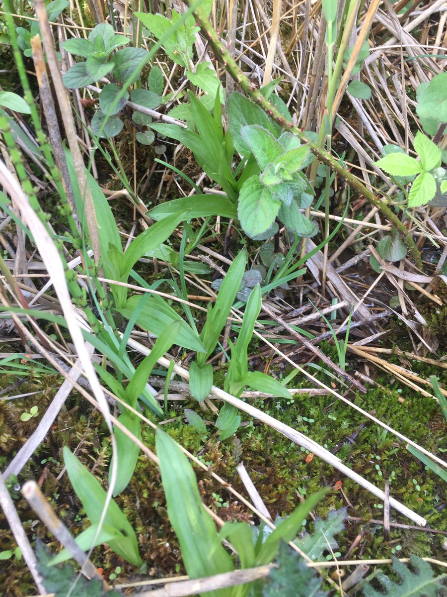PlantGrafter's tweet photo. Marsh Helleborines, Epipactis palustris will need to go back in a month or so time when in full flower #orchids #uknative https://t.co/1AYvgVn9LU
