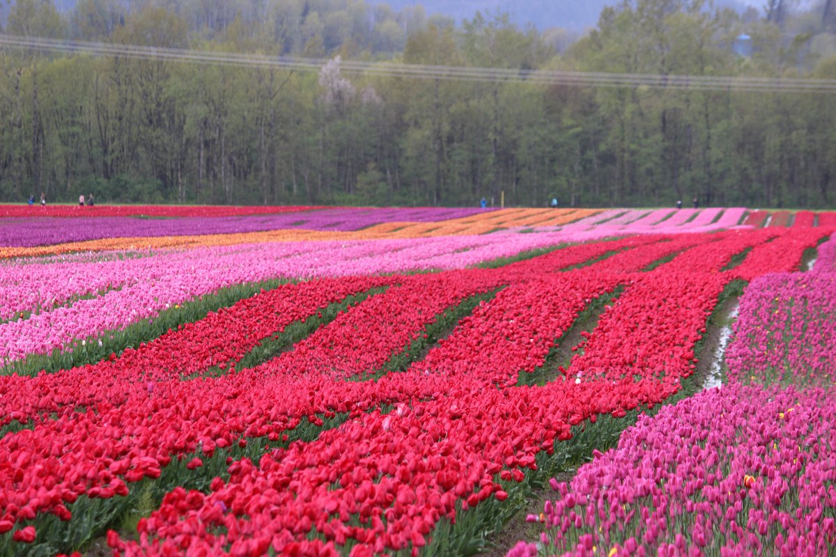 Steve Krohn tweet media