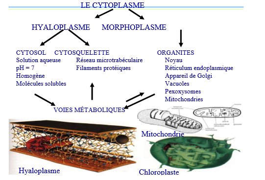 Biofaculte's tweet image. Hyaloplasme : Leur définition, ses caractères et ses rôles.