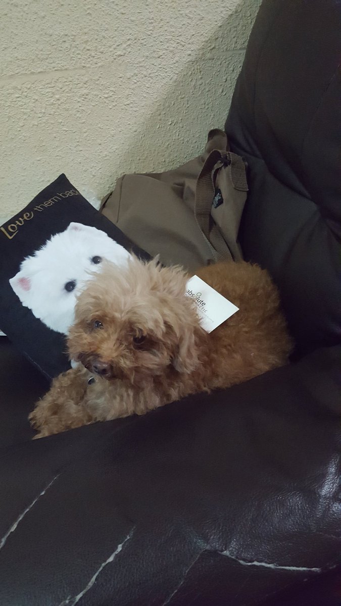 ThingsOnFluffy's tweet photo. #ThingsOnFluffy #ThingsOnDoggie #NameCard 🙌🐶🐾 https://t.co/8NLQ4FJHvv