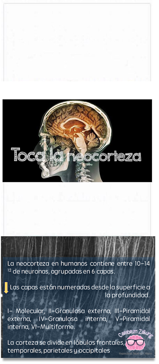 CerebrumZeitung's tweet image. #CortezaCerebral, es la cubierta de sustancia gris #somasneurales sobre los hemisferios. Mide 2-3 mm en grosor #neuroanatomía
