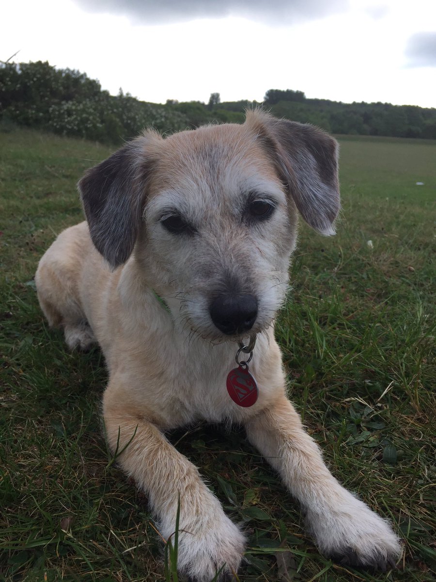 Gina_R_'s tweet photo. @PetsatHome Odie the oldest of my three dogs. We don't know his exact age but he'll be approx 13yrs in August #VIPJun2017 https://t.co/EPV8kA0pkE