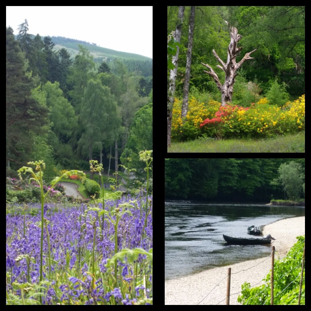 CarolSchnegg's tweet photo. Walking in the woods @DunkeldHouseLLC estate. So many bluebells. #Perthshire #Scotland https://t.co/mVOJawqRQ1