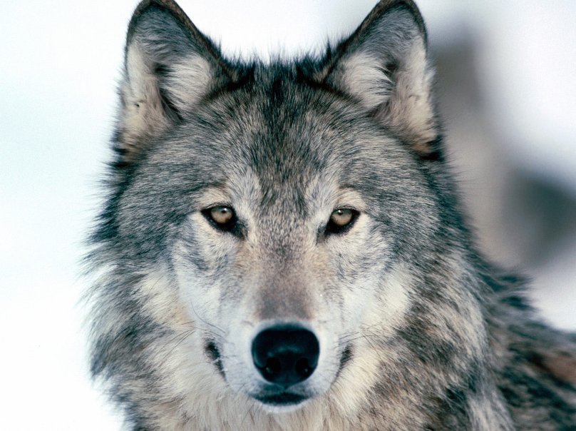 #BuongiornoRegione Convivere con i lupi, lo insegna <a href="/WWFitalia/">wwfitalia</a> ai futuri allevatori. Rivedi il servizio bit.ly/LupiCecina <a href="/TgrRai/">Tgr Rai</a>