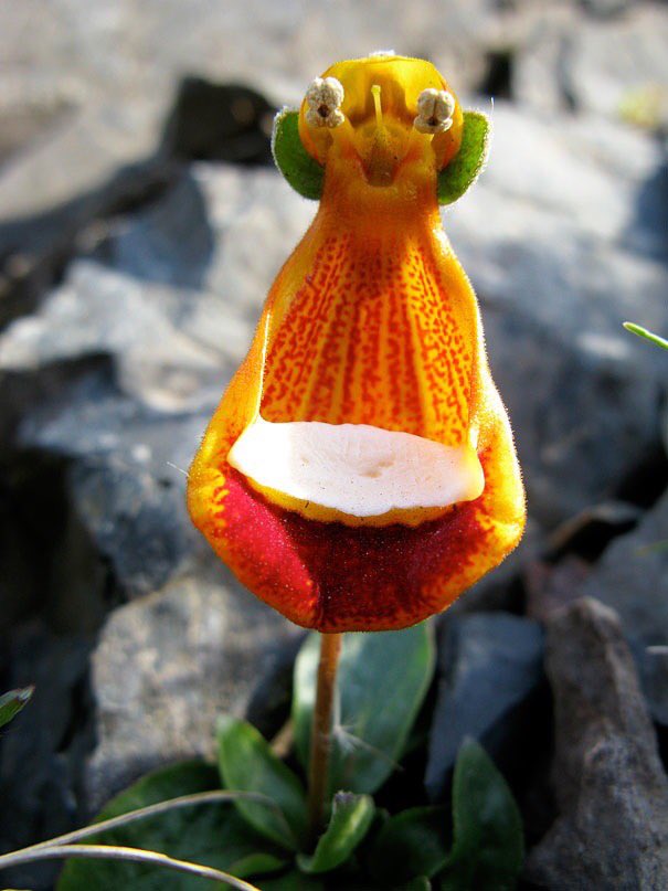 奇妙な植物 奇妙な植物