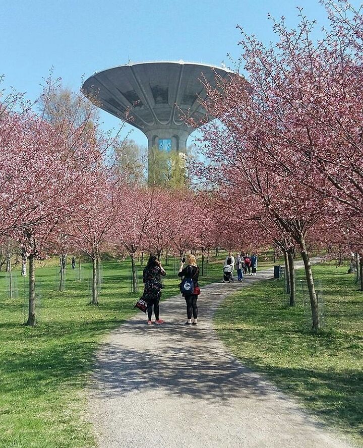 rchetMarch's tweet image. If you’re like us and can’t get enough of these beautiful pink cherry blossom🌸🌸🌸 #myhelsinki #helsinki #visithelsinki #hanami