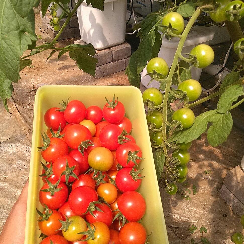 DefreshMalang's tweet photo. Tomat cherry #tomat #tomatoes #tomatcherry #hidroponik #hydroponics https://t.co/MiD7AmbfHg