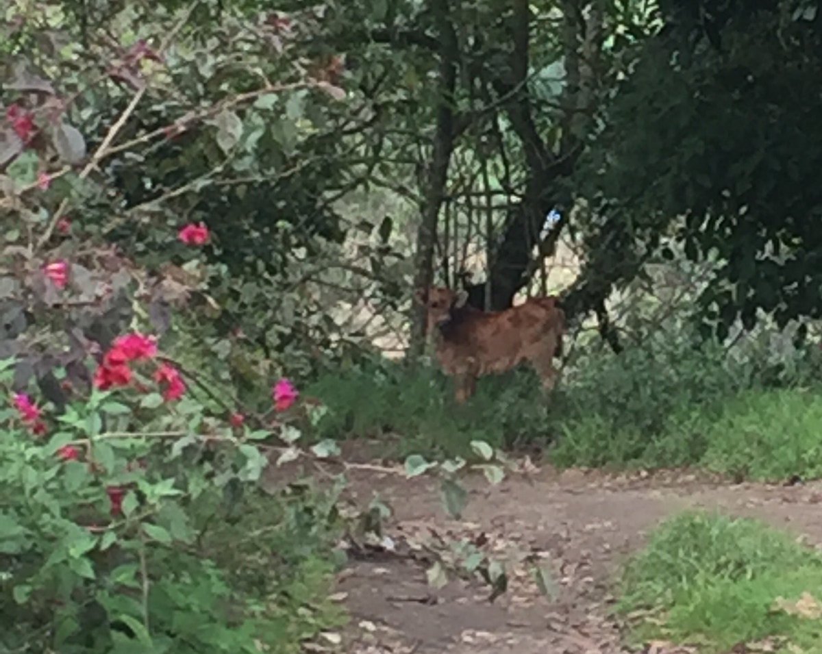 JoseCobo7's tweet photo. Solo en Cerro Viejo ❤️🐮 https://t.co/SaVm16FZgw
