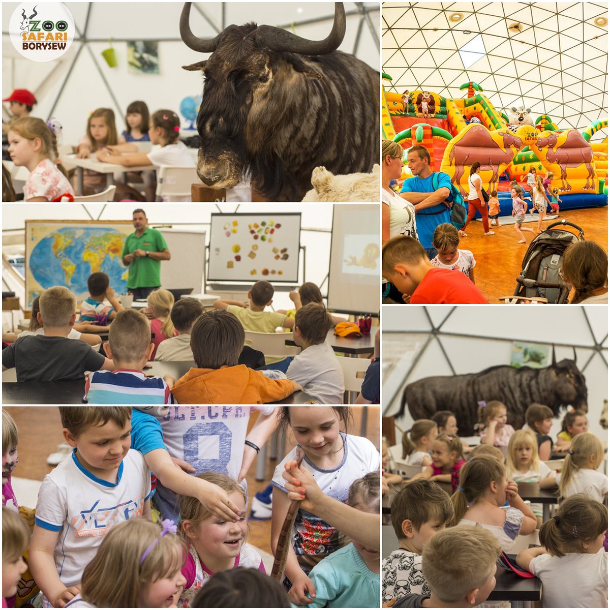 ZooBorysew's tweet photo. Czy wiecie, że do wakacji zostały już tylko 4 tygodnie? @ZooBorysew #rezerwacja #edukacja #spotkanie #egzotyczne #zwięrzeta #dzika #natura https://t.co/1MCHGYX2VL