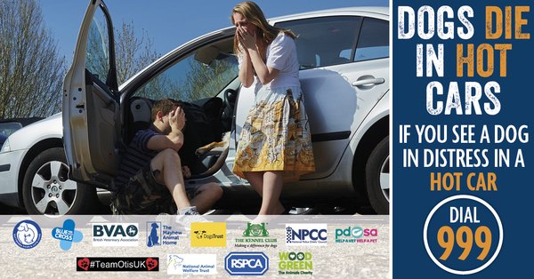 The_Blue_Cross's tweet image. 'Not long' is too long to leave a dog in a car. Please call 999 if you see a dog in distress. #DogsDieInHotCars thndr.me/3BKxv7