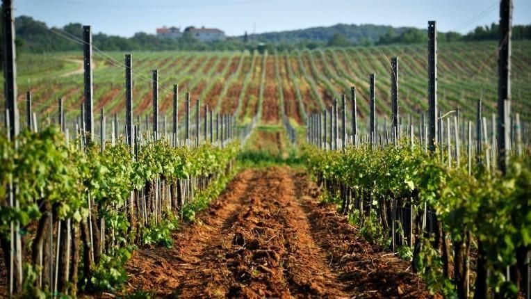 FindEatLocal's tweet photo. Luxury wine and gourmet tour - Slovenia and Croatia #winetasting #foodtasting #tour #travel #traveltips https://t.co/dhv0Ydaee8 https://t.co/H2hnCyyrla